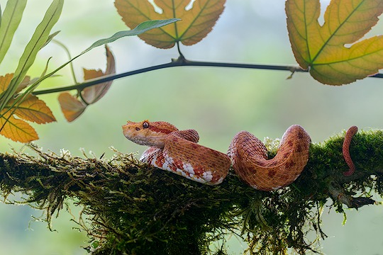 Amphibien und Reptilien Costa Ricas
