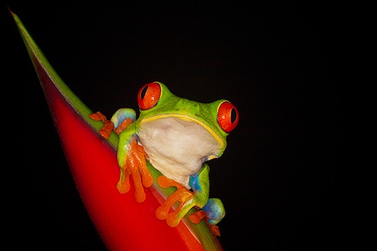 Amphibien und Reptilien Costa Ricas