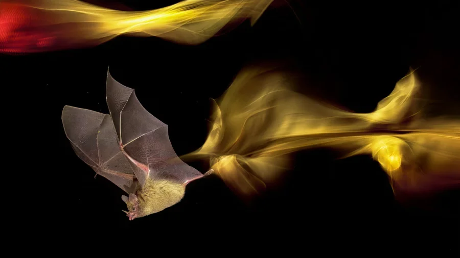 Fledermaus Fotografie in Costa Rica